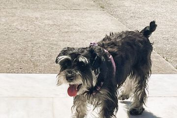 Pet-friendly
