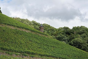 Vineyard