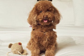Pet-friendly