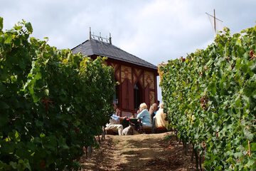 Vineyard