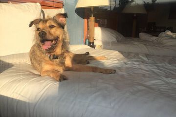 Pet-friendly