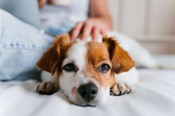 Pet-friendly