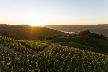 Vineyard view