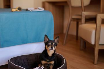 Pet-friendly amenities