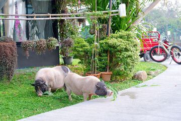 Game viewing