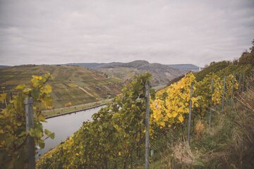 Winery