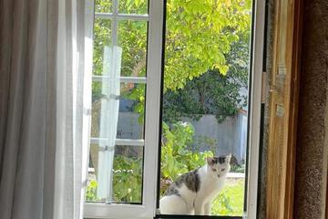 Photo 28