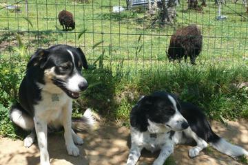 Photo 29