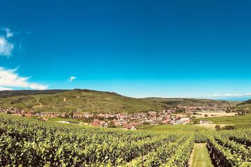 Vineyard view