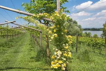Vineyard