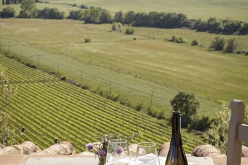 Vineyard