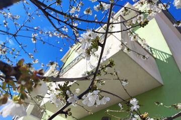 Photo 44