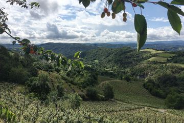 Vineyard