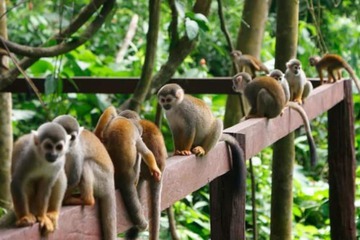 Game viewing