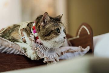 Pet-friendly amenities