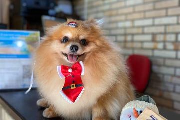 Pet-friendly