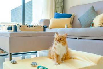 Pet-friendly amenities