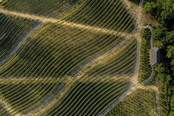 Vineyard