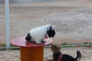 Pet-friendly amenities