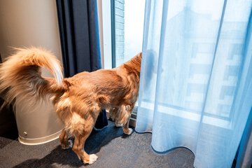 Pet-friendly