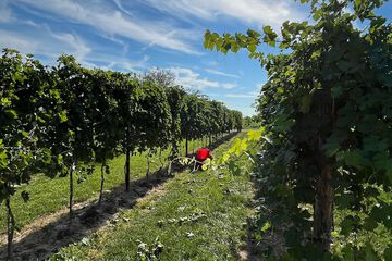 Vineyard