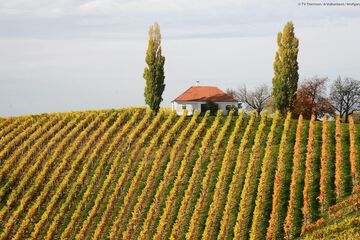 Vineyard