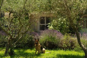 Photo 31