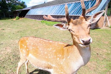 Game viewing