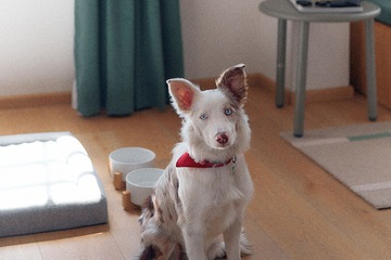 Pet-friendly