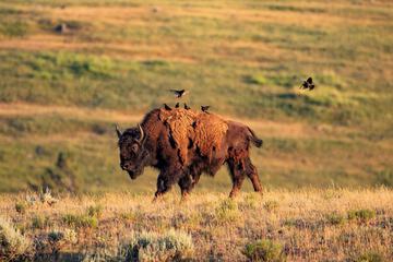 Game viewing