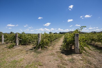 Vineyard
