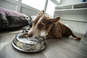 Pet-friendly