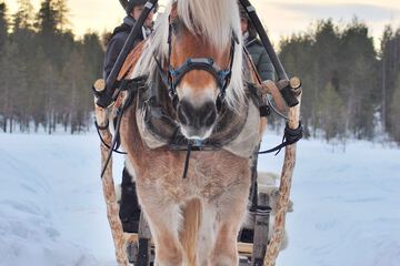 Horseback riding
