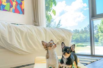 Pet-friendly amenities