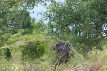Safari