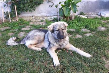 Photo 42