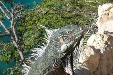 Photo 44