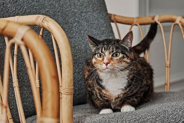 Pet-friendly amenities