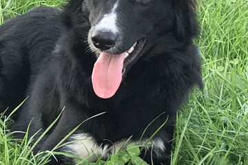 Pet-friendly
