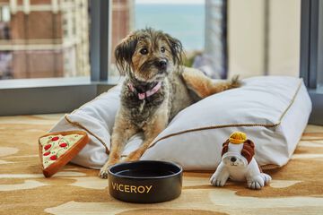 Pet Friendly 135 of 143