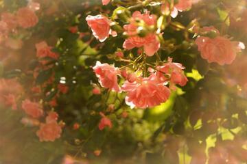 Photo 39