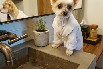Pet-friendly
