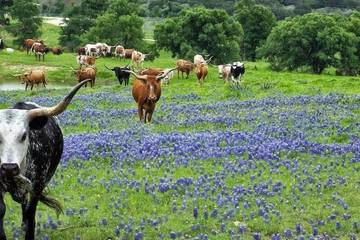 Game viewing
