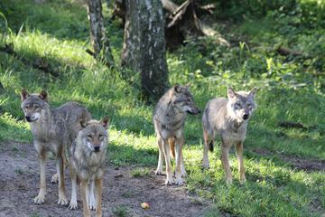 Game viewing