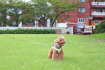 Pet-friendly amenities