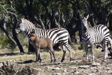 Game viewing