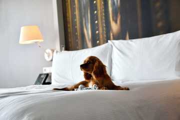 Pet-friendly