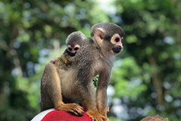 Game viewing