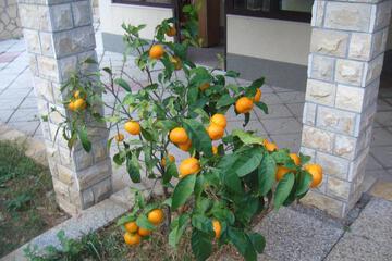 Photo 35
