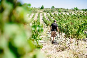 Vineyard